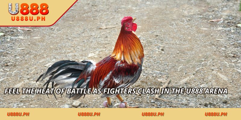 Feel the heat of battle as fighters clash in the JILI arena