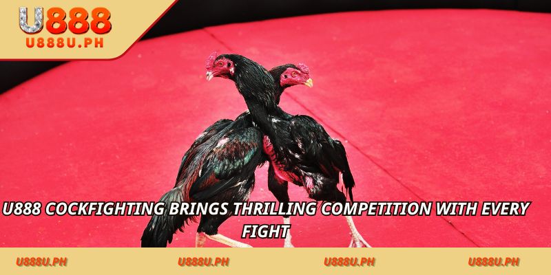 JILI Cockfighting brings thrilling competition with every fight